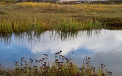 Tegundir eru ekki eini mælikvarðinn á líffræðilega fjölbreytni