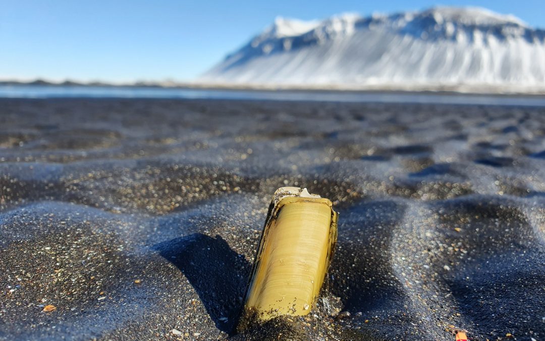 Sindraskel – nýr landnemi af ætt hnífskelja